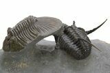 Scabriscutellum Trilobite Laying On Spiny Cyphaspis #312739-1